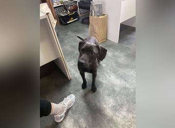 Adidas, sportlich und aktiv