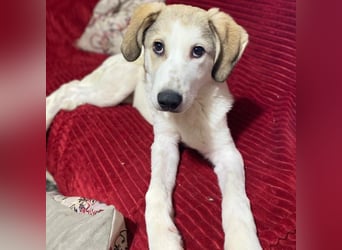 Margarita-sucht ein Zuhause/Pflegestelle