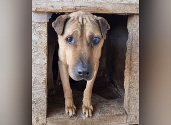 Szilva sucht ruhiges Zuhause