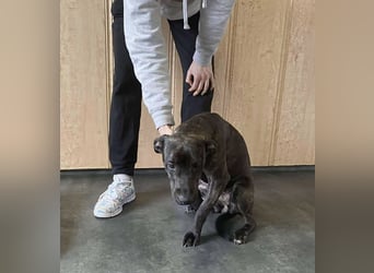 Adidas, sportlich und aktiv