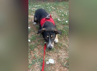 Nelly sucht ein zu Hause