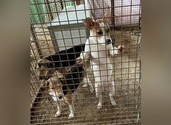 Tina, verspielt und freundlich. Vermittlung nur nach A/CH/NL oder SWE