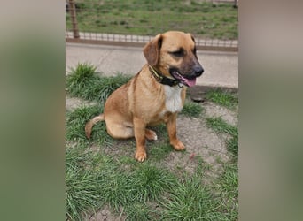 Sonnenschein Kisbarna sucht ihr Rudel