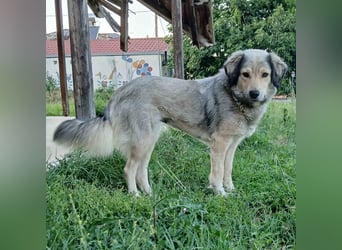 Jenni: sucht ein Zuhause / eine Pflegestelle