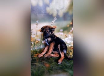 Elea sucht ihr zu Hause