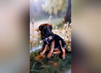 Elea sucht ihr zu Hause