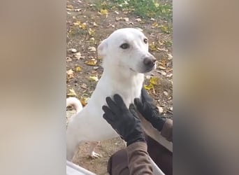Laika freut sich auf aktive Menschen