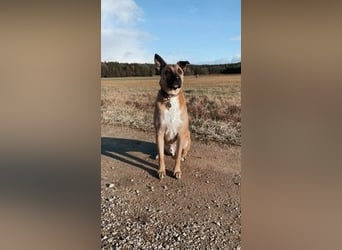 Pacco verliert unverschuldet sein liebevolles Zuhause