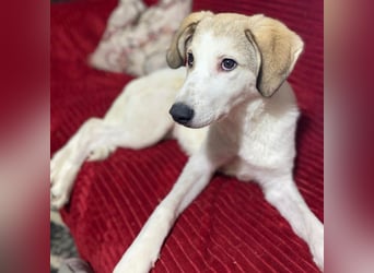 Margarita-sucht ein Zuhause/Pflegestelle
