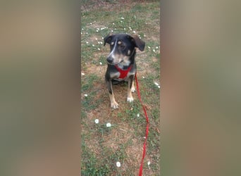 Nelly sucht ein zu Hause
