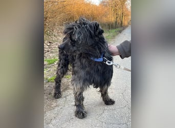 Shifu sucht souveräne Menschen