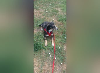 Nelly sucht ein zu Hause
