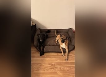 Pacco verliert unverschuldet sein liebevolles Zuhause