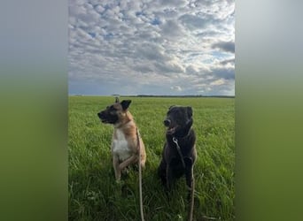 Pacco verliert unverschuldet sein liebevolles Zuhause