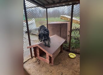 Shifu sucht souveräne Menschen