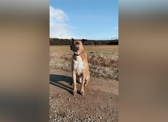 Pacco verliert unverschuldet sein liebevolles Zuhause