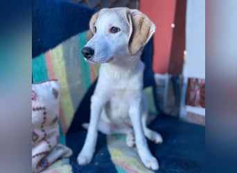 Margarita-sucht ein Zuhause/Pflegestelle