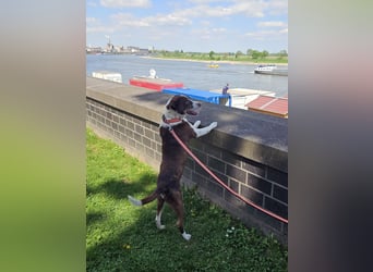 Cayo, 5 Jahre, sucht passenden Deckel