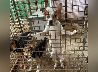 Tina, verspielt und freundlich. Vermittlung nur nach A/CH/NL oder SWE