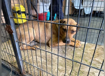 Szilva sucht ruhiges Zuhause