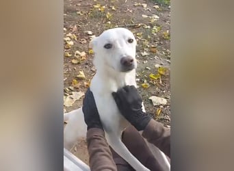 Laika freut sich auf aktive Menschen
