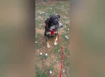 Nelly sucht ein zu Hause