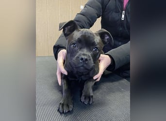 Lenda, kleine Bully-Mix Hündin sucht Traumzuhause