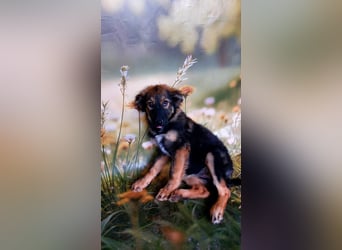 Elea sucht ihr zu Hause