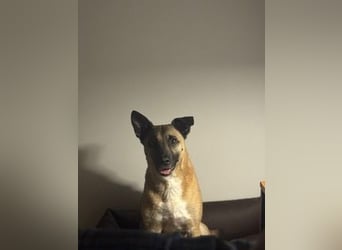 Pacco verliert unverschuldet sein liebevolles Zuhause