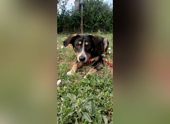 Nelly sucht ein zu Hause