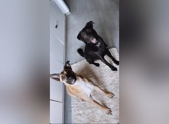 Pacco verliert unverschuldet sein liebevolles Zuhause