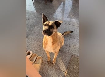 Pacco verliert unverschuldet sein liebevolles Zuhause