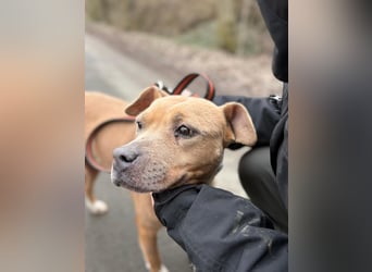 Zelma, treue Begleiterin sucht ihre Menschen