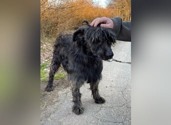 Shifu sucht souveräne Menschen