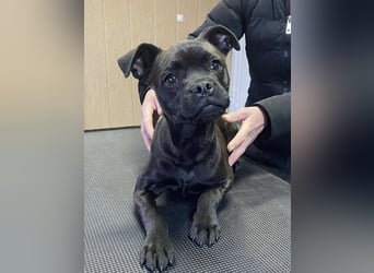 Lenda, kleine Bully-Mix Hündin sucht Traumzuhause