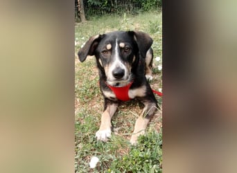 Nelly sucht ein zu Hause