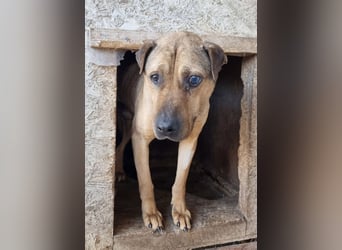 Szilva sucht ruhiges Zuhause