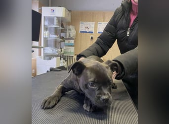Lenda, kleine Bully-Mix Hündin sucht Traumzuhause