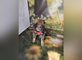 Elea sucht ihr zu Hause