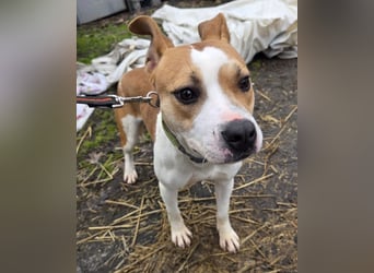 Tina, verspielt und freundlich. Vermittlung nur nach A/CH/NL oder SWE