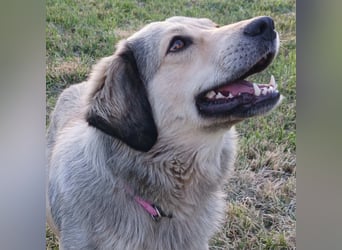 Jenni: sucht ein Zuhause / eine Pflegestelle