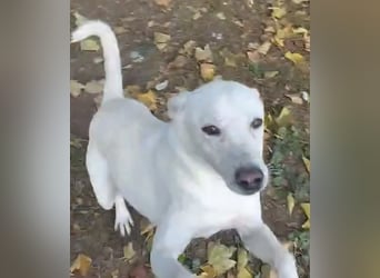 Laika freut sich auf aktive Menschen