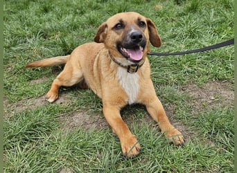 Sonnenschein Kisbarna sucht ihr Rudel