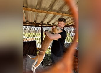 Tina, verspielt und freundlich. Vermittlung nur nach A/CH/NL oder SWE