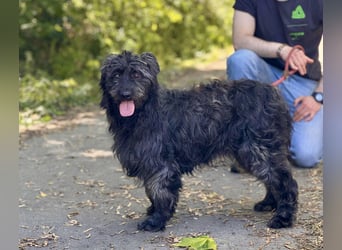 Shifu sucht souveräne Menschen