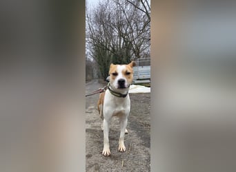 Tina, verspielt und freundlich. Vermittlung nur nach A/CH/NL oder SWE