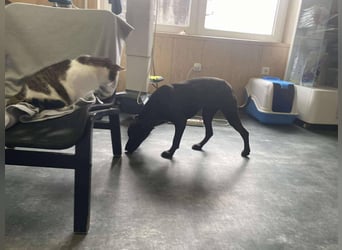 Adidas, sportlich und aktiv