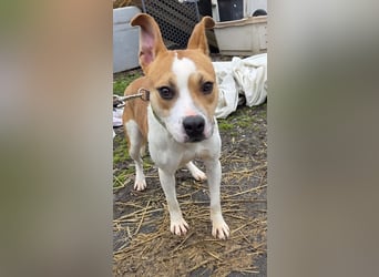 Tina, verspielt und freundlich. Vermittlung nur nach A/CH/NL oder SWE