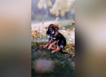 Elea sucht ihr zu Hause