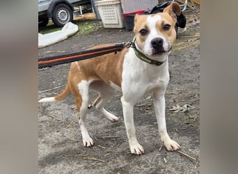 Tina, verspielt und freundlich. Vermittlung nur nach A/CH/NL oder SWE